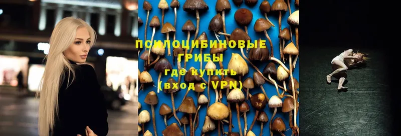 Галлюциногенные грибы Psilocybe  блэк спрут зеркало  Аксай 